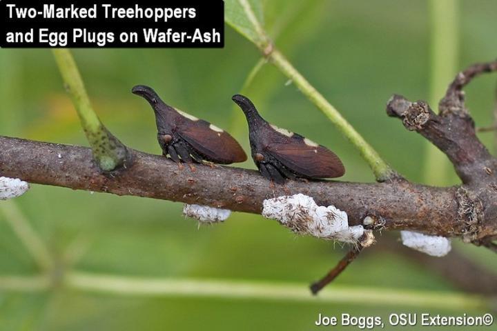 Two-Marked Treehoppers on branch